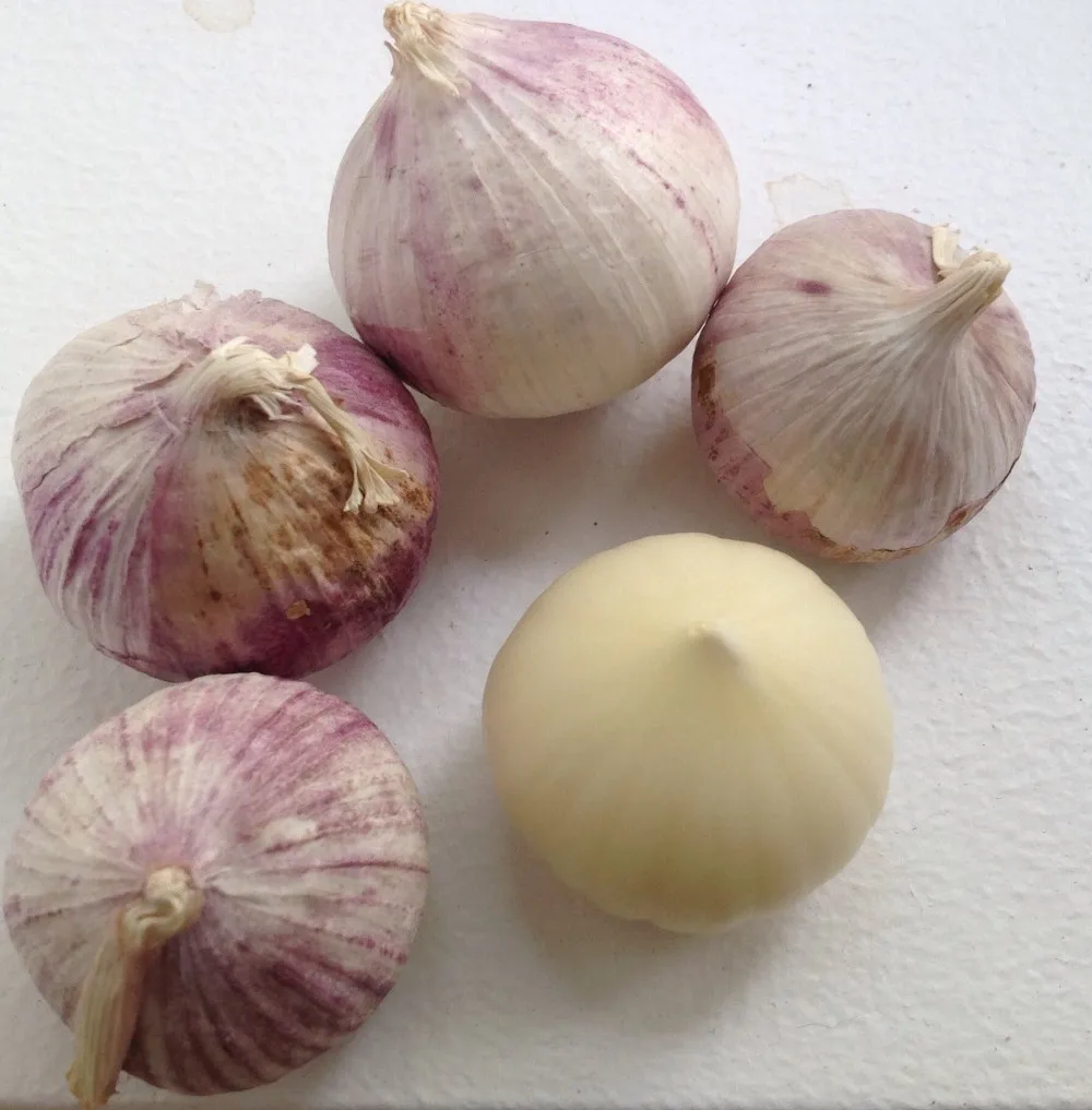 2017 LOW price chinese IQF solo garlic fresh&frozen wholesale