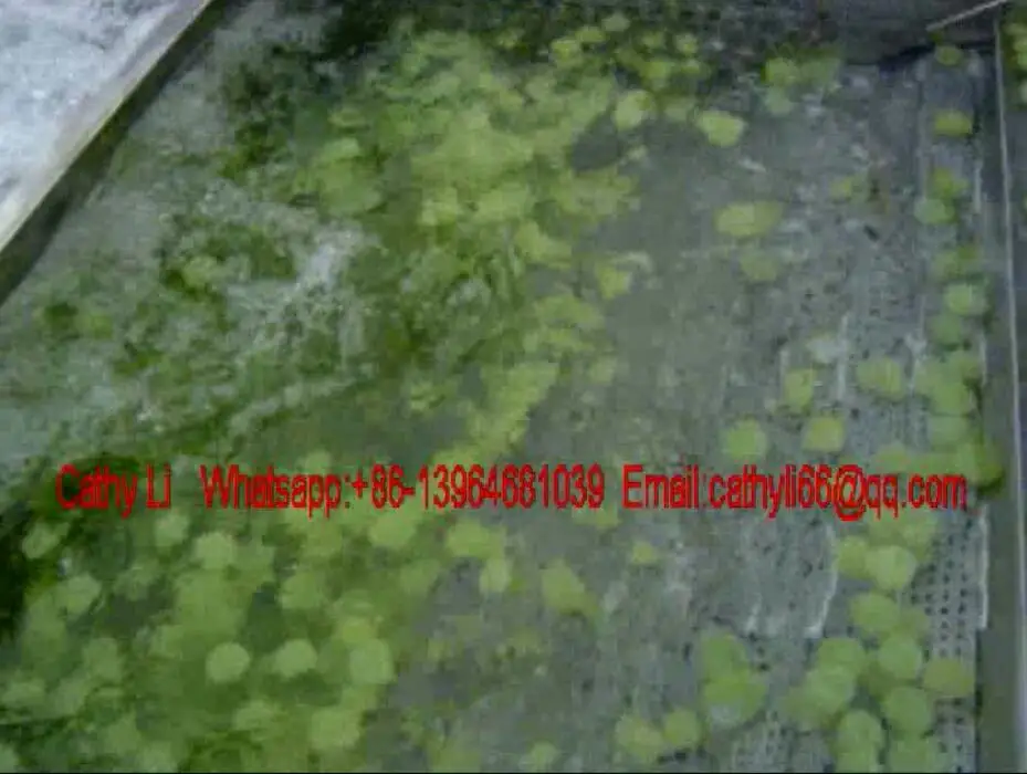 grape cleaning machinery.jpg