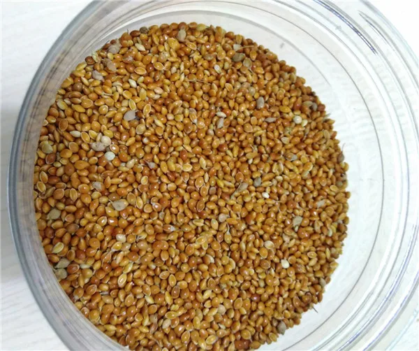 Production Pet Canary Birds Food Seed Yellow Millet Buy Yellow Millet
