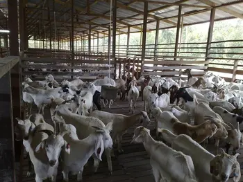 Goat Farm For Sale In Sabah,Malaysia - Buy Goat Product on Alibaba.com