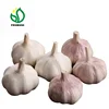 Specification Fresh Ginger And Garlic -- Competitive Price for Export