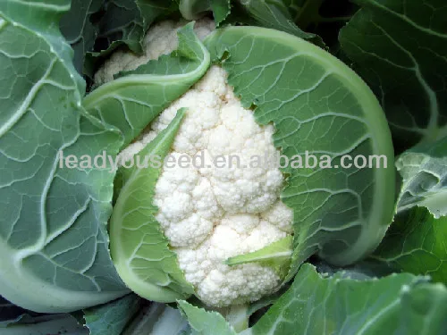 CF14 Xuejian no.5 95 days white cauliflower seeds, f1 hybrid cauliflower seeds, cauliflower seeds, quality cauliflower seeds.jpg