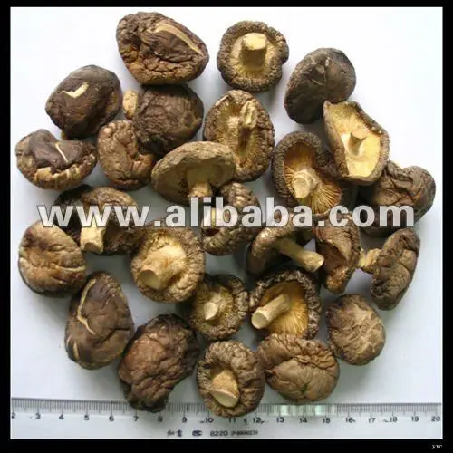 Tutti I Tipi Di Funghi Funghi Fungo Fungo Commestibile Buy Tutti I Tipi Di Funghi Product On Alibaba Com