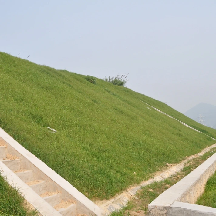 
High qualityTall Fescue Seeds Lawn seed for Garden Park lawn Trampling 