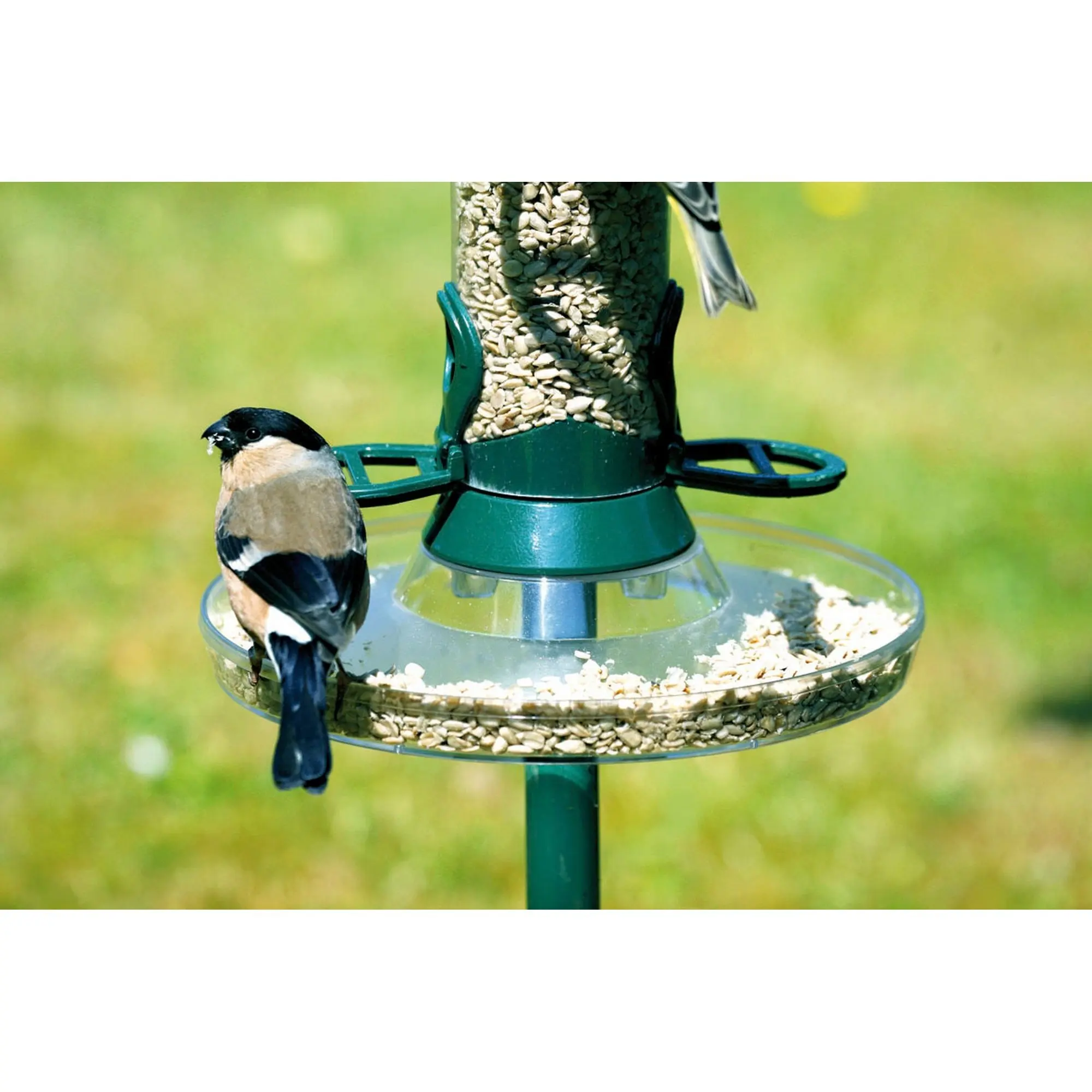 Cheap Bird Feeding Tray, find Bird Feeding Tray deals on line at