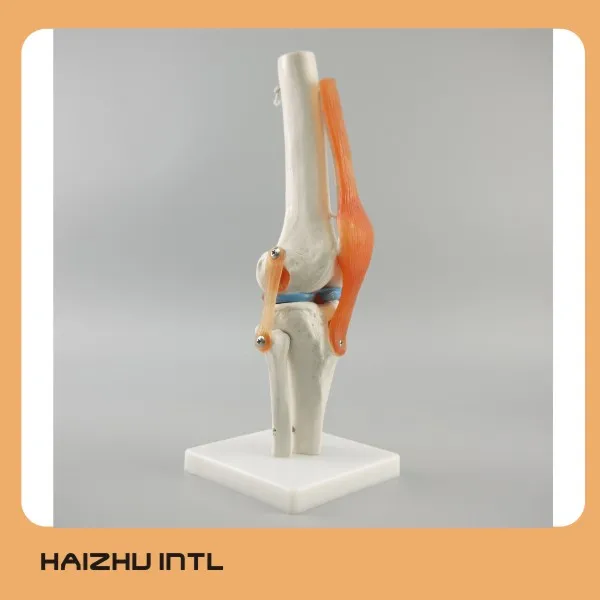 knee joint 2.jpg
