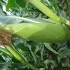 Yu mi seed bright color and fesh seed for Yellow Waxy Corn seed for planting