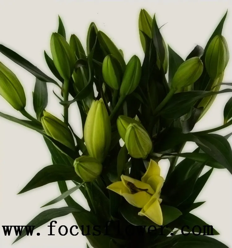 Yellow King Lily 4_.jpg