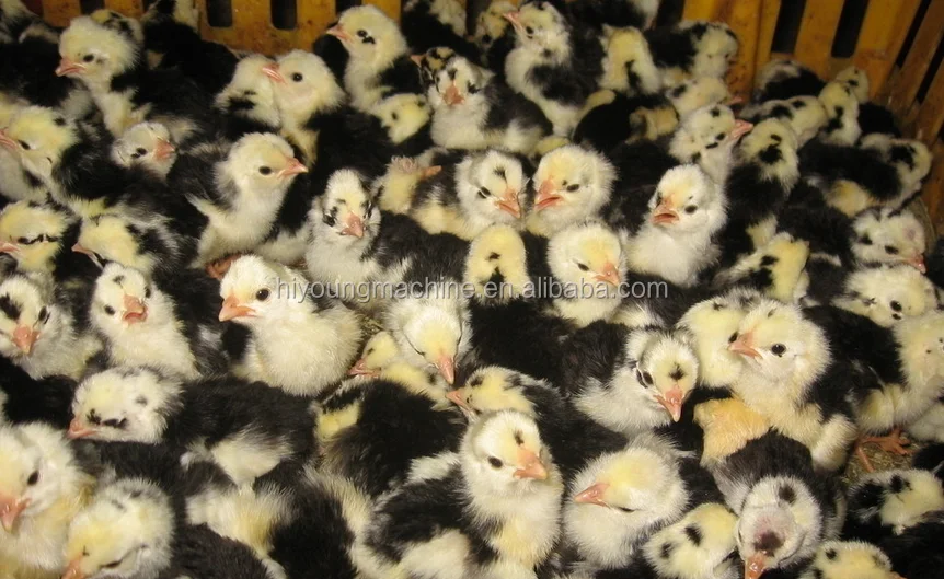 Cheap Egg Incubator For Sale - Buy Used Chicken Egg ...