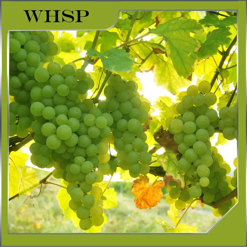 Chinese Fresh Green Grapes Buy Fresh Grapes For Sale,Fresh Green