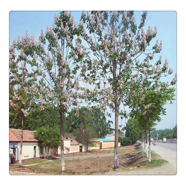 Fast Growing Paulownia Shan Tong Root Stump for Growing