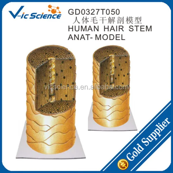 Biology Model Human Body Hair Stem Anatomy Model Medical Science School