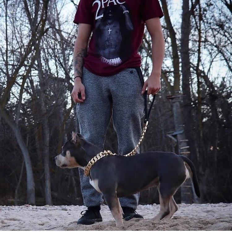 dog chain set