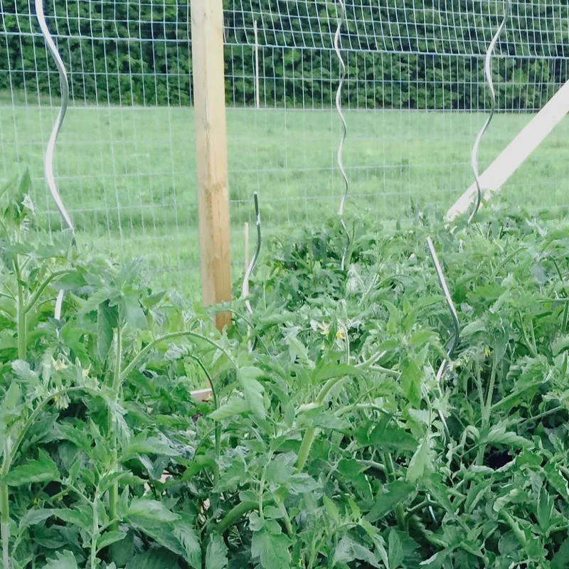 Tomato Growing Spiral/plant Support Wire/tomato Spiral