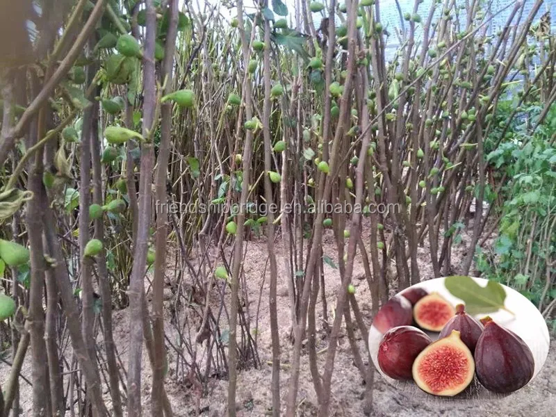 Fig tree 1