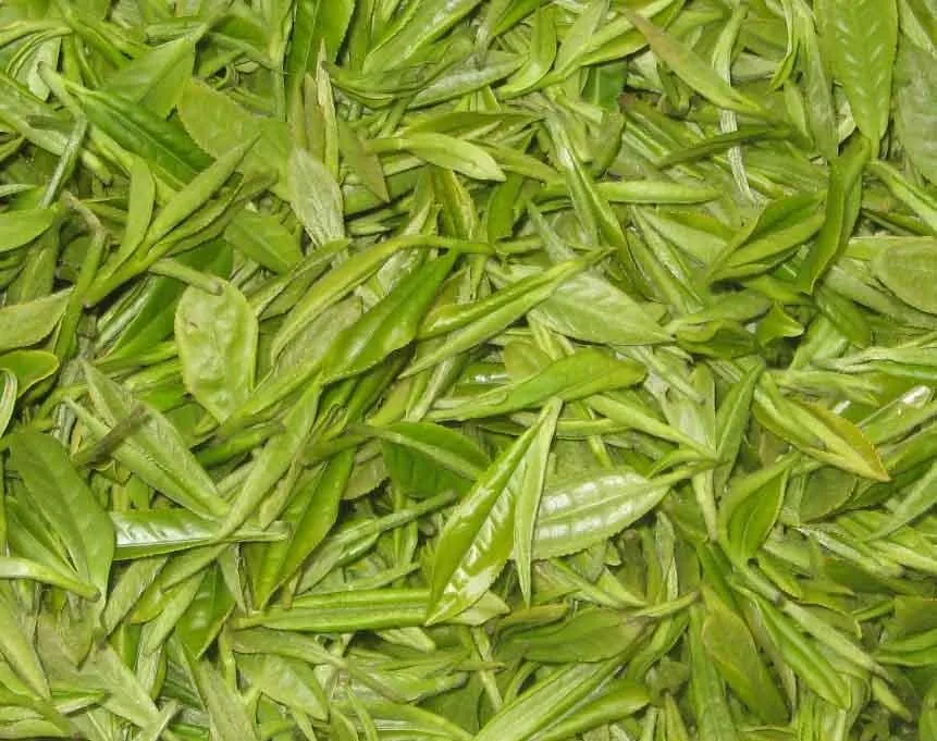 top quality 95% egcg green tea extract / instan