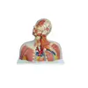 Model Of Cranial Cavity Head Neck And Thorax Model Anatomical Head And Neck Model