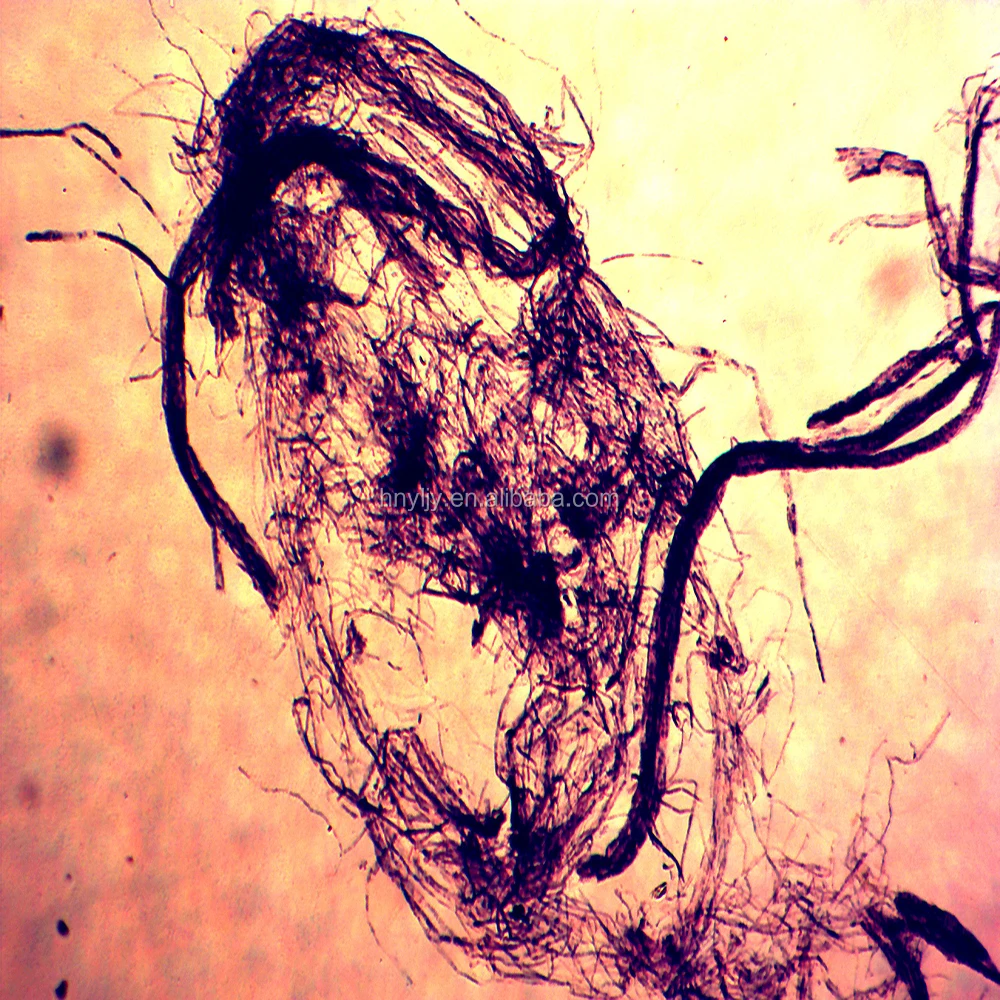 High Quality Botany Prepared Microscope Slides Of Stem Flower Root And