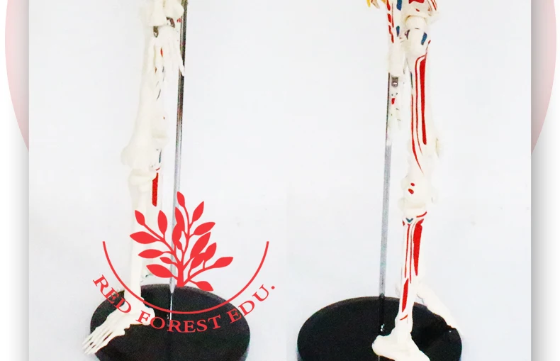 9 artificial skeleton.jpg