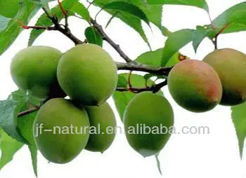 fruit extract powder dried sour plums