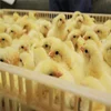 Live chickens, ducks, rabbits, pigeons, plastic baby chicken transport pheasants turnover box