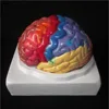 New High Quality Life Size 2-Part Regional Human Brain Model