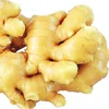 importer fresh ginger nigeria/good farmer green ginger root