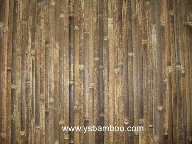 ysbamboo_164329.jpg