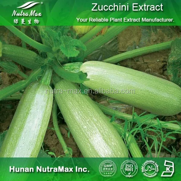 热卖西葫芦提取物,西葫芦提取物粉,西葫芦提取物供应商 4:1 20:1