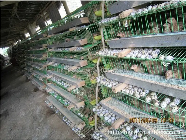 6 Tiers H And T Type High Quality Quail Cage For Sale Philippines Buy