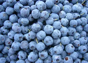 China Blueberry Prices Manufacturers And China Blueberry Prices Manufacturers And Suppliers On Alibaba