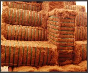 Coconut coir_fibre 2.jpg