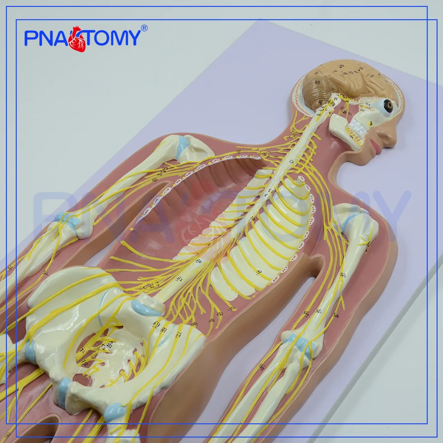 Sistema Nervioso Humano Anatomía Modelo - Buy Modelo De Anatomía,Modelo De  Alivio Del Sistema Nervioso Humano,Sistema Nervioso Product on 