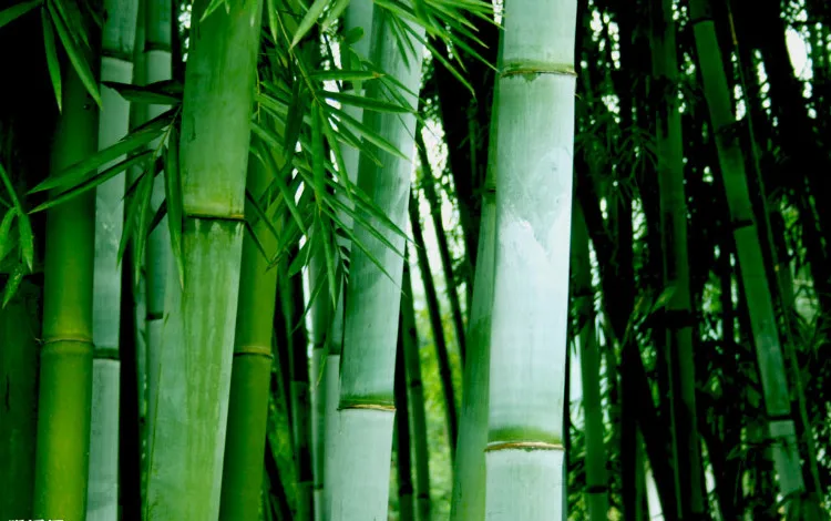 100% virgin bamboo toilet paper 3ply 10 rolls