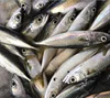 Super fresh raw material pacific mackerel to freeze available