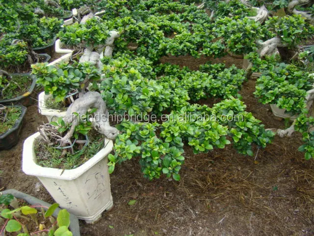 For Ornamental Landscape Usage S Shape Bonsai Plants Of Banyan Ficus