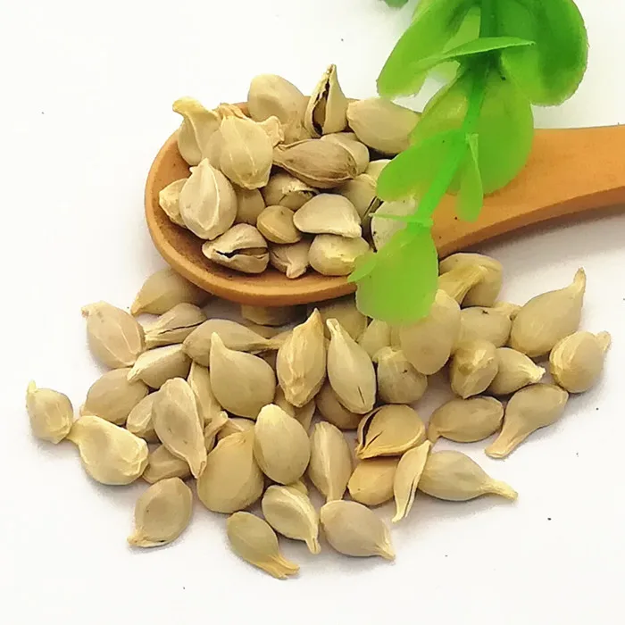 Ju Zi High Germination Large Size Baby Mandarin Orange Seeds For