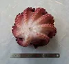 frozen ball shaped octopus