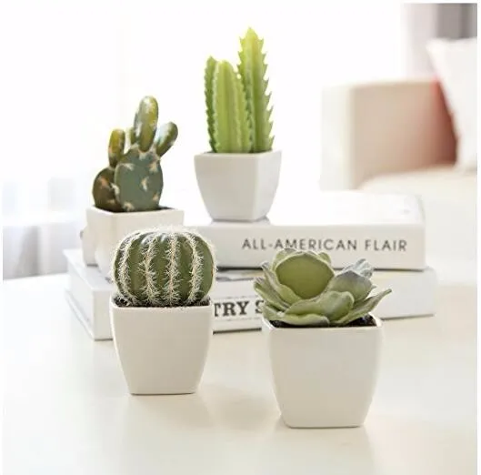  Mini  Indoor  Cactus Plants  In White Cube shaped Ceramic 