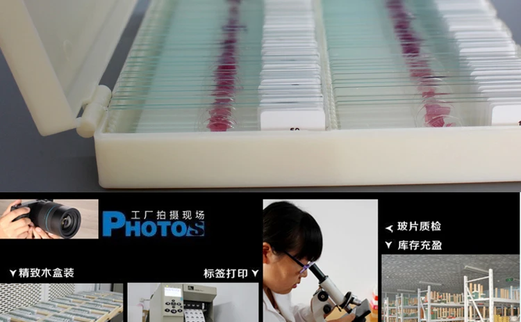 011 histology slides.jpg