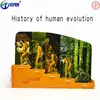 STEM-DIY Qiquan Science Education Puzzle Games Human Evolutionary History Model History of human evolution toys