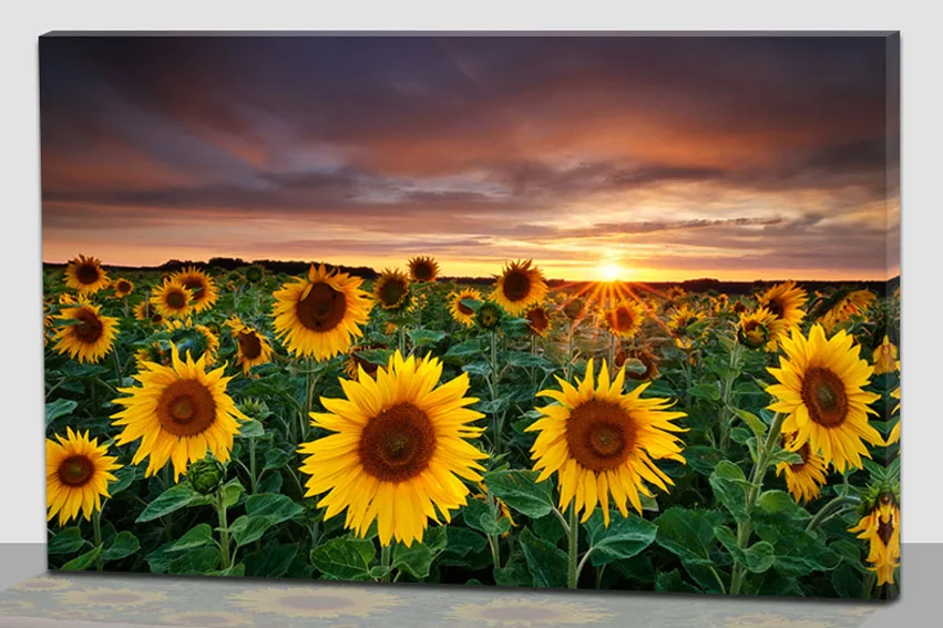 Pemandangan Yang Indah Gambar Alam Bunga Matahari Pemandangan Matahari Terbit Minyak Lukisan Kanvas Buy Lukisan Minyak Bunga Matahari Alam Adegan