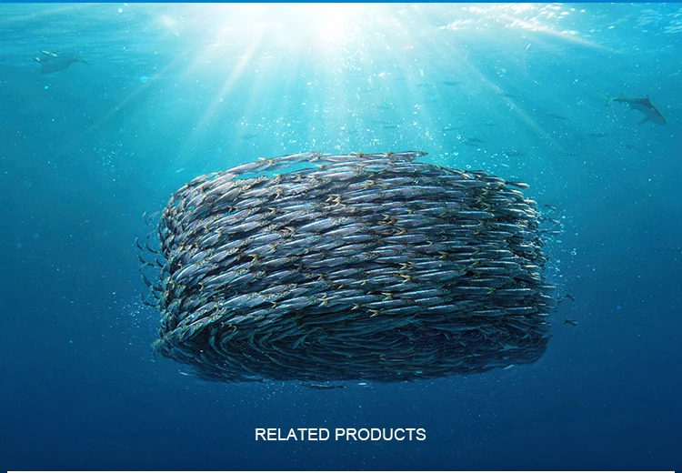 mackerel fish
