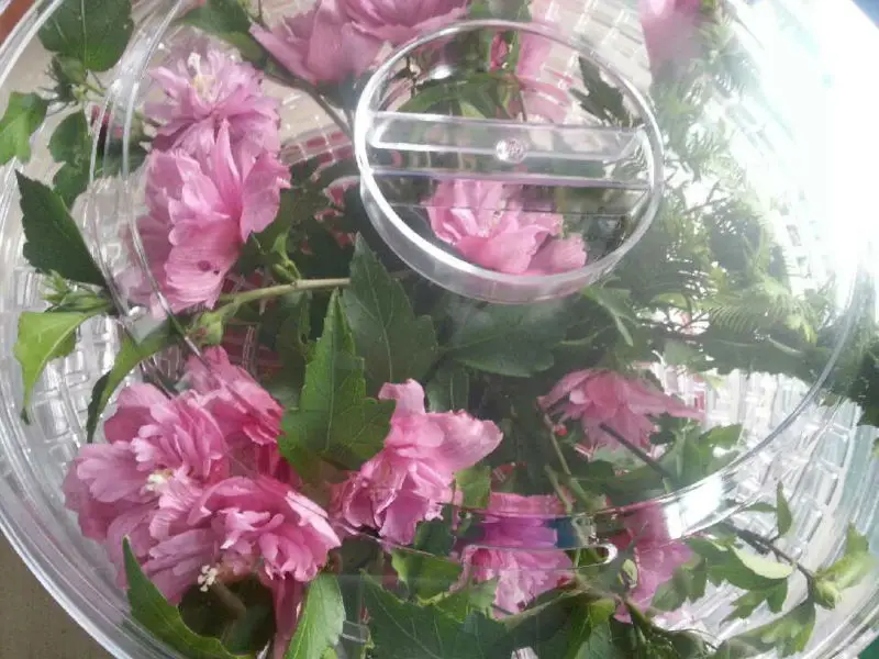 Flower Dehydrator With Fan And Motor Buy Flower Dehydrator With Fan