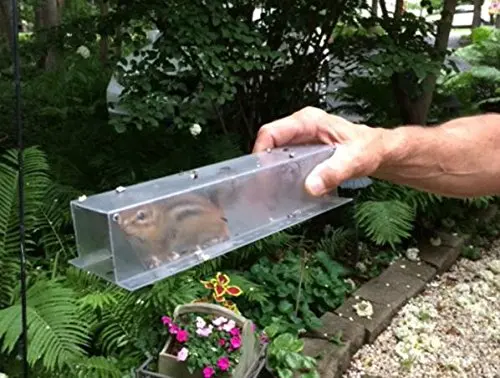chipmunk trap