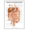 disease of the digestive system poster