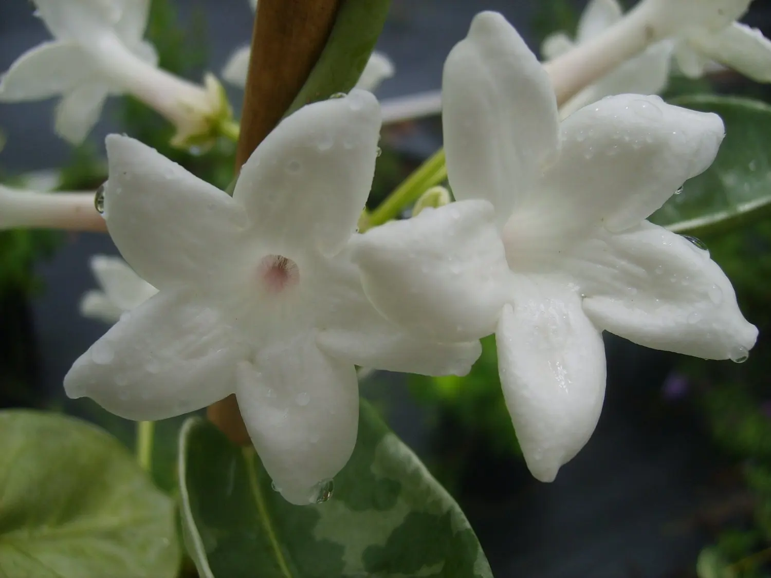 Buy Live Madagascar Jasmine Plant Bridal Flower