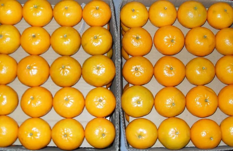 Mandarin  Big size   60 piece per 10kg box