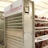 Galvanized Iron Wire Material and Cages,Broilers,Breeders,Layers,Chicks from 1 week to 16 weeks Application battery chicken cage