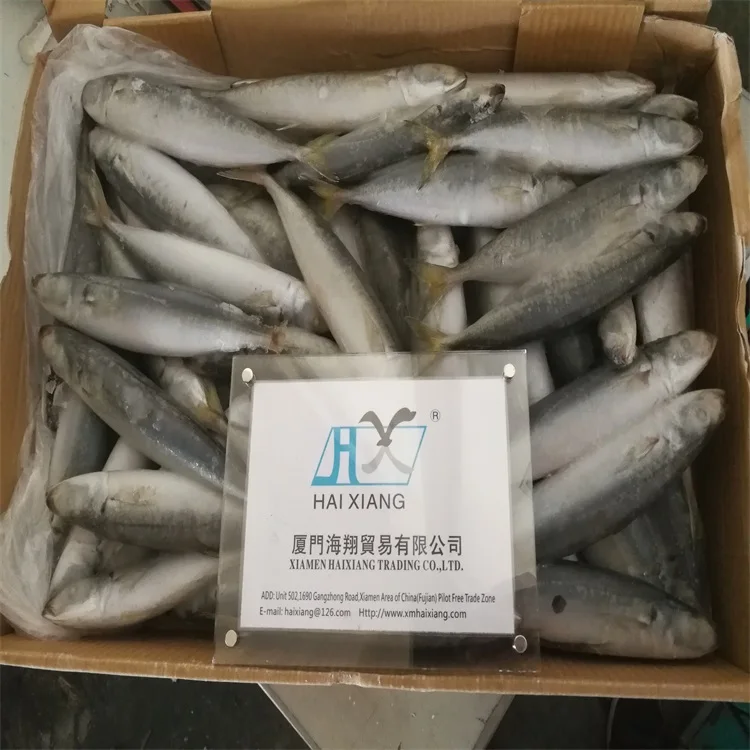 mackerel fish
